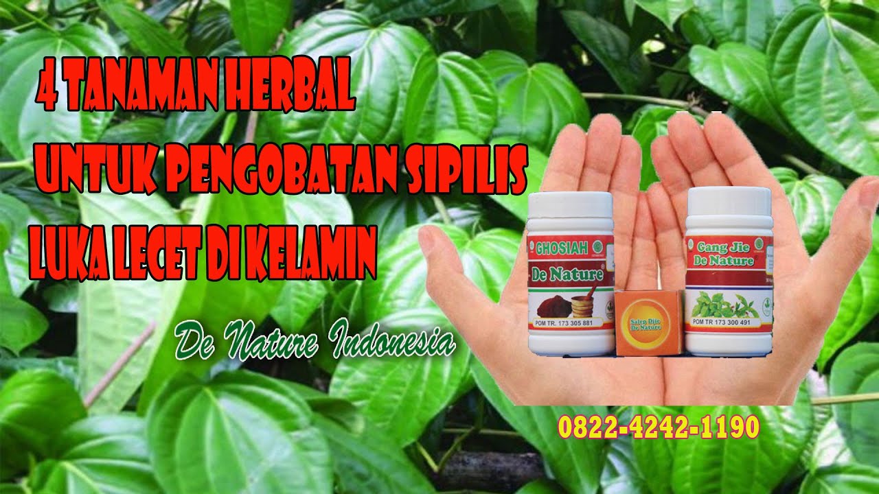 4 Tanaman Herbal Untuk Mengobati Sipilis Dengan Cepat