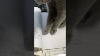Playful Kitten Rejects Owner's Pen