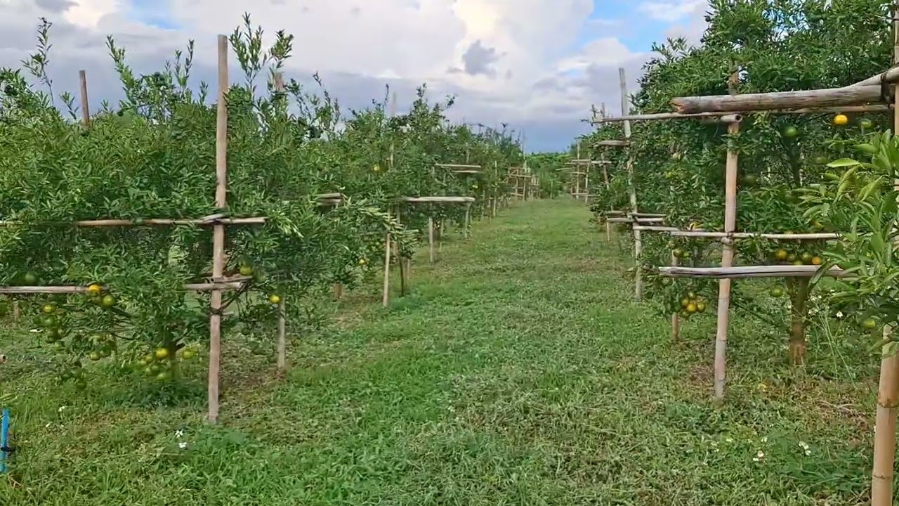 อัพเดทส้มสายน้ำผึ้ง 10พ.ย.68 @Hackaction645 