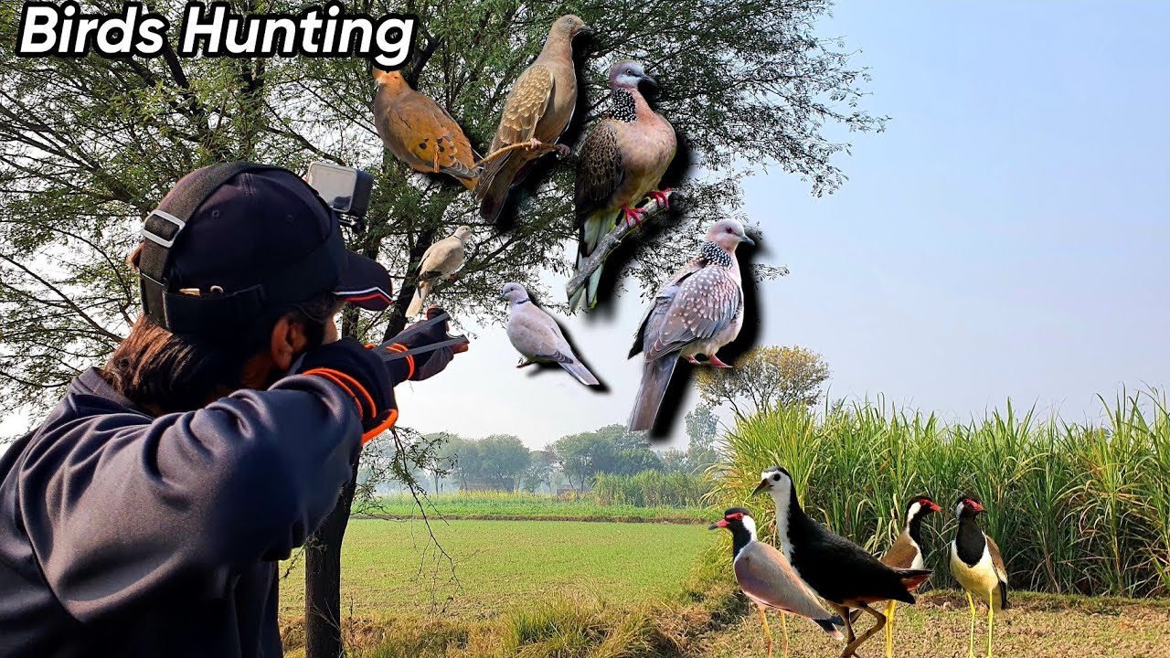 Slingshot Hunting Wild birds 💥 YouTube