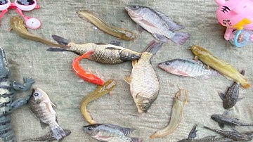 Kem Chanel đi kéo vó bắt được các con vật trốn trong quả bóng bay: cá, cá chép, cá trê, cá vàng, cua