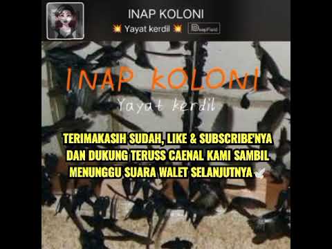 🔴INAP KOLONI 47 KILO