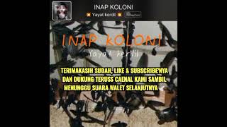 🔴INAP KOLONI 47 KILO
