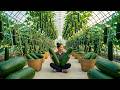 Harvesting 400 Kg Of Giant Gourds From The Limestone Mountain, How To Make Handwoven Bamboo Baskets
