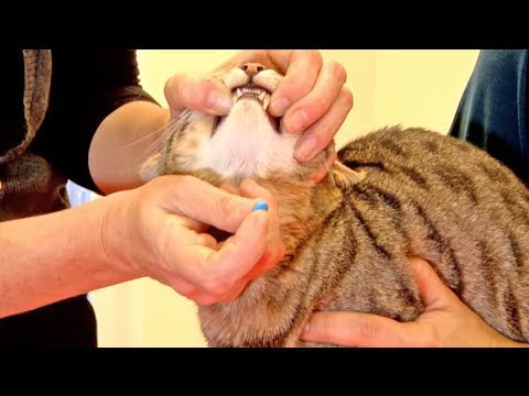 Hoe je een tablet geven aan uw kat