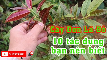 Cây Đơn Lá Đỏ: Cách Nhận Biết Và 10 Cách Dùng Tốt Nhất Nên Bỏ Túi | 976 836 586