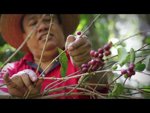 Desde mi Sierra - Atoyac de Álvarez, Guerrero, MX / Video comercial @CaféGuerreroMX