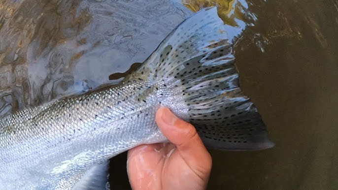 March STeelhead -- Secret bait -vs- Salmon eggs 