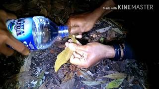 Penarikan Pusaka-PENARIKAN KUJANG KEMBAR