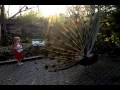 Peacock scares little girl