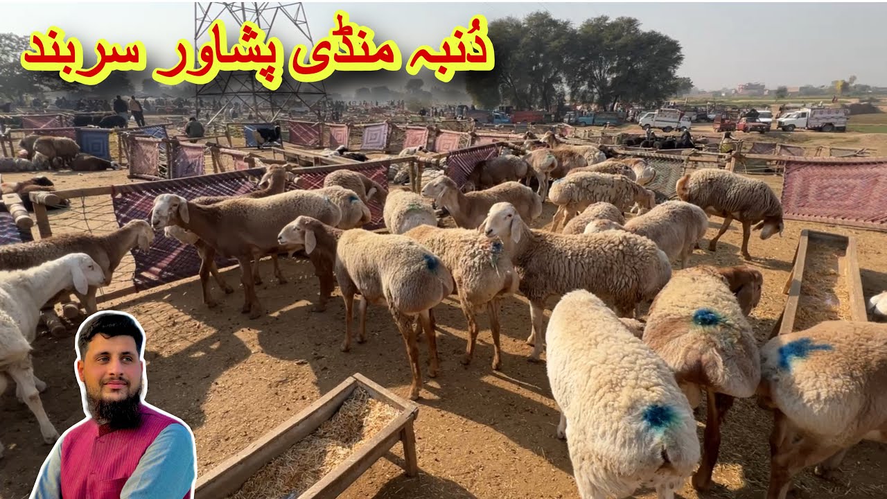 Dumba Mandi Sarband Peshawar Zero Size Turkey kabuli & balkhi Dumba 11 December 2025 Izhar Ali Shah