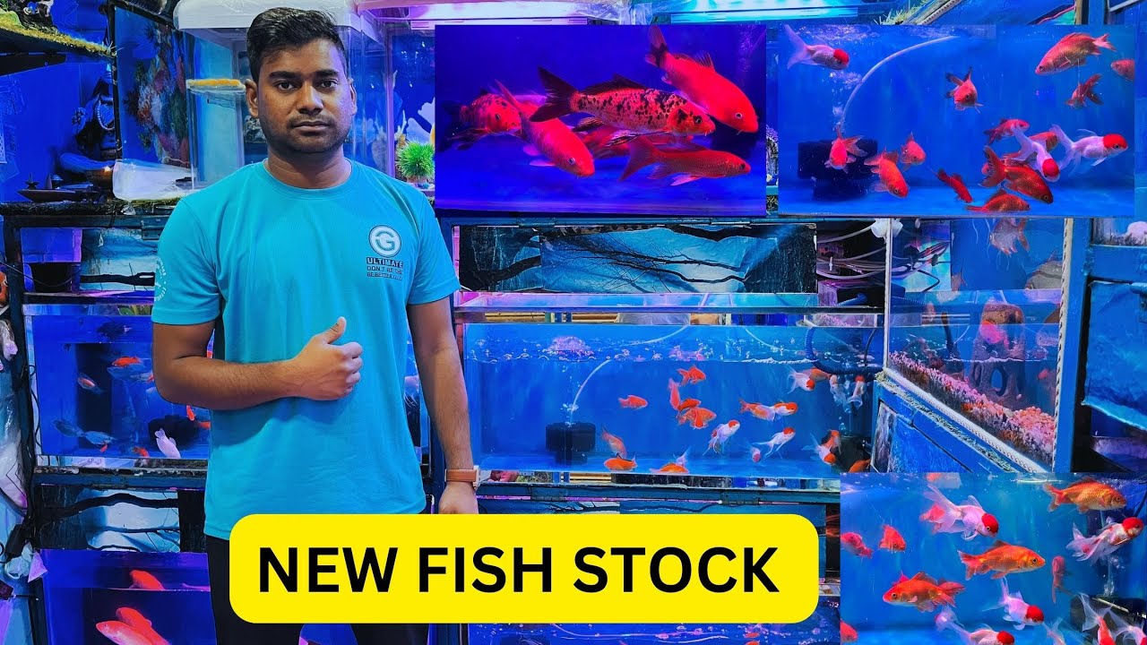 Deepak Fish Aquarium Exotic Fish Fish Shop Fish Aquarium Shop In