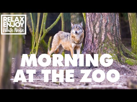 Morning At The Zoo Animal White Noise Animal Noises Natures Music Nature Sounds Sleep Sounds