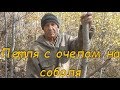 петля с очепом на соболя и куньих ( метод Николая Абоимова )