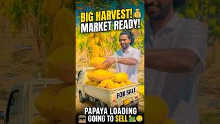 Mehnat ka fal 🤑 #farming #ytshorts #agriculture #education #kheti #kisan #farmerbrothers #village
