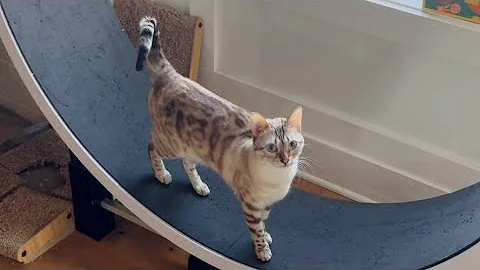 Watch the video about Cat wheel running