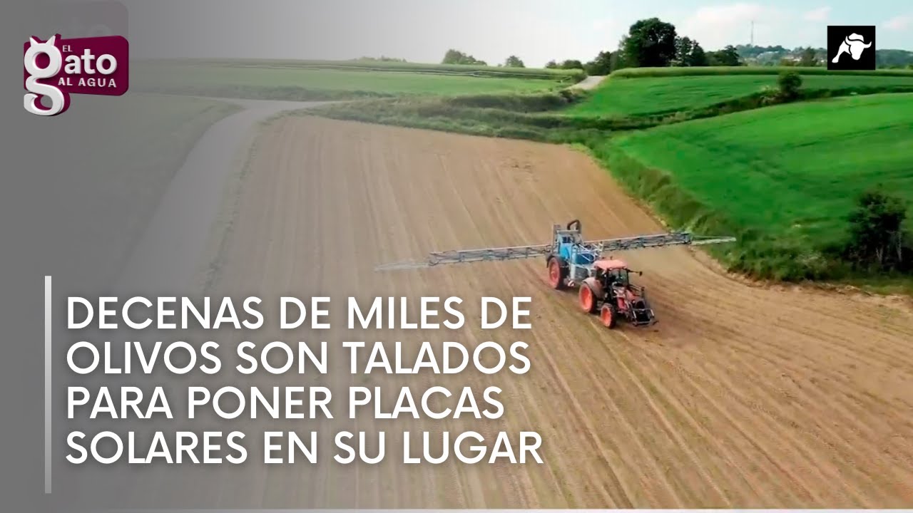 Decenas de miles de olivos son talados para poner placas solares en su lugar