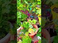 #my front garden 🏡💚🌱 #ytshorts