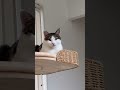 今日の小鉄