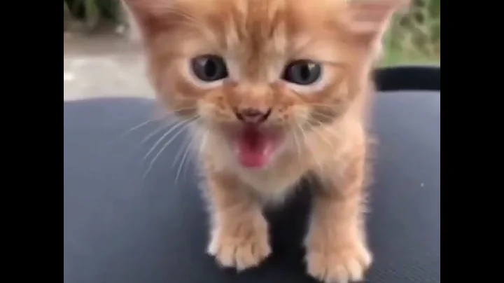 Cute kittens  248770191