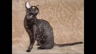 Корниш Рекс Корниш Рекс