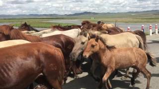 Mongolia 360           Fellowship of the Steppe