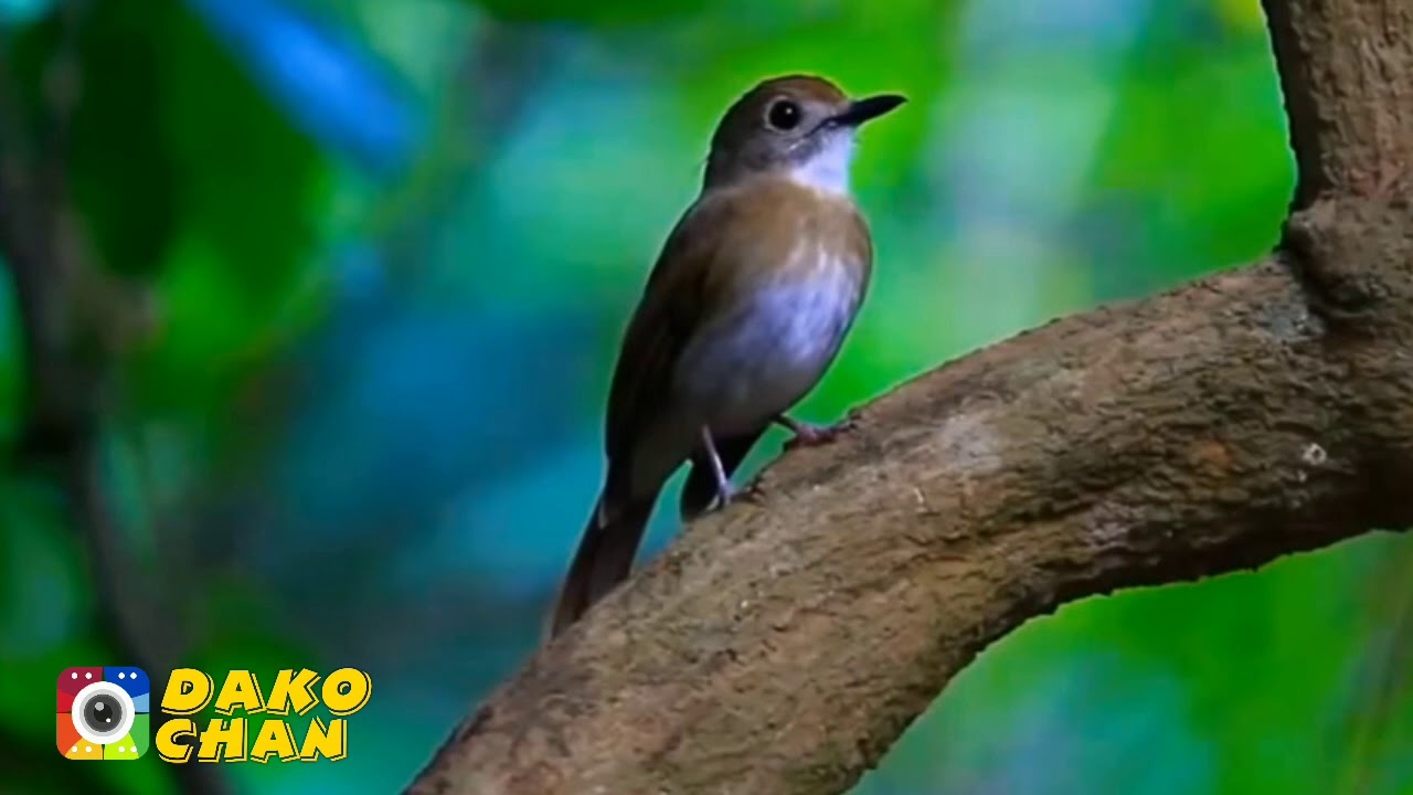 MASTERAN SRDC || SIKATAN RIMBA DADA COKLAT GACOR FULL DURASI PANJANG HD