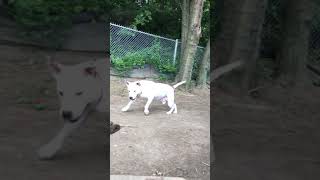 Meet Oddball A Terrier Pit Bull Currently Available For Adoption 6212021 10726 Pm