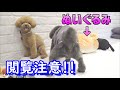 【衝撃の最後】ぬいぐるみにマウンティングしてもらったらこうなったｗ