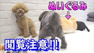 【衝撃の最後】ぬいぐるみにマウンティングしてもらったらこうなった