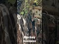 Monkey Business