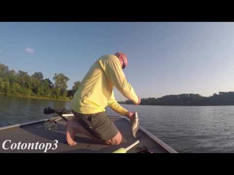 Massive Catfish 65lbs Blue on Jug Line 080312 HD #2 from YouTube · Duration: 3 minutes 13 seconds · 23,000+ views · uploaded on 8/8/2012 · uploaded by Steppin' OUTdoors LLC Massive Catfish 65lbs Blue on Jug Line 080312 HD #2 from YouTube · Duration: 3 minutes 13 seconds · 23,000+ views · uploaded on 8/8/2012 · uploaded by Steppin' OUTdoors LLC