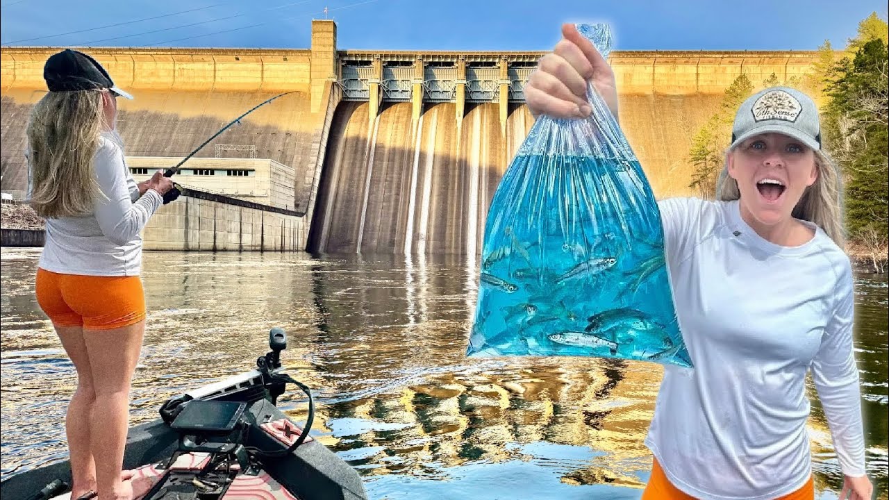 EXPERIMENT: Live Minnows vs Crappie Jigs for SLABS! -- (Which is Better?)