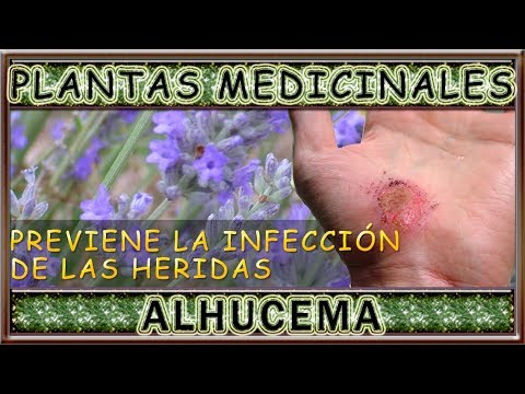 Plantas Medicinales: ALHUCEMA Propiedades curativas y beneficios saludables  - YouTube