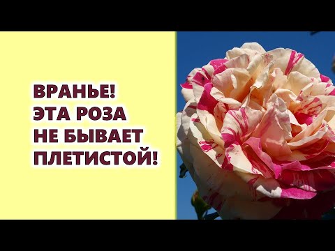 Видео: Катереща роза 