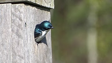 Beautiful Tree Swallow in Nesting Box Glistening in the Afternoon Sun