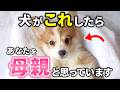 犬が母親だと思っている飼い主にだけ見せる行動15選