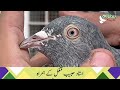 Kamagar pigeons by habeeb mughal   