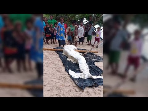 Video: Vaikse ookeani ainulaadsed elanikud: dugong, holotuur, merisaarmas