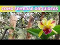 LA MEJOR FORMA DE PEGAR ORQUIDEAS EN TRONCO, COMO SEMBRAR ORQUIDEAS