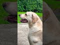 Beautiful LULU’ 🐶❤️ #labrador #labradorretriever #labradorlovers #labradogs #labradorlove #dog #pet