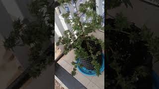 OuTDood​100% /OG Kush​/OG Kush​ Thailand​-Grower​-New​