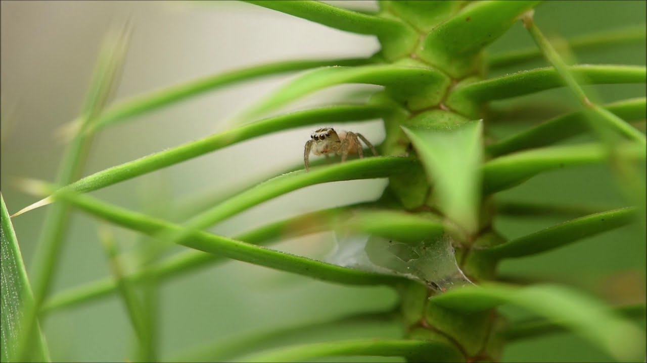 Aranha-saltadora