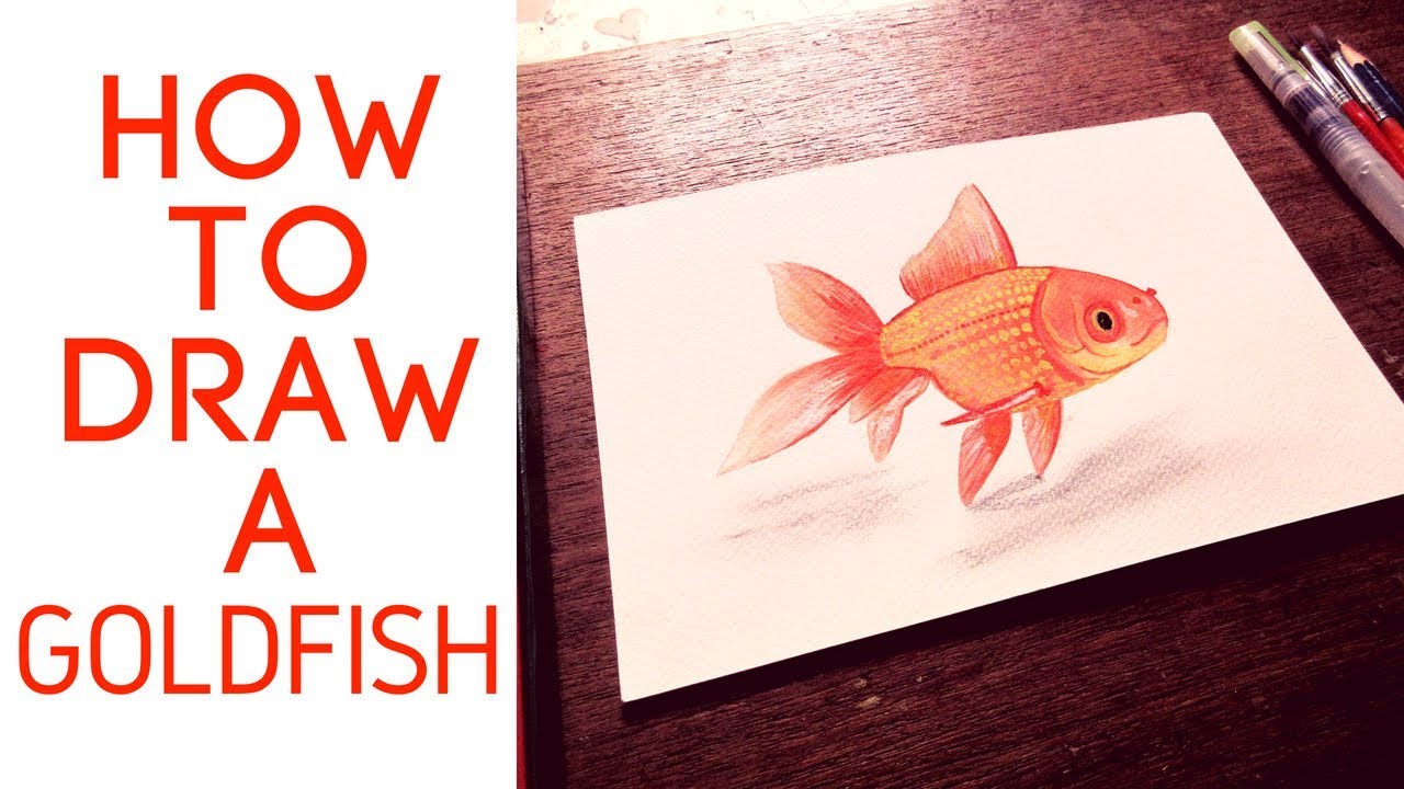 How to Draw a Goldfish | Art Talent - YouTube