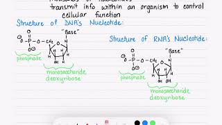 22.1: Nucleosides and Nucleotides