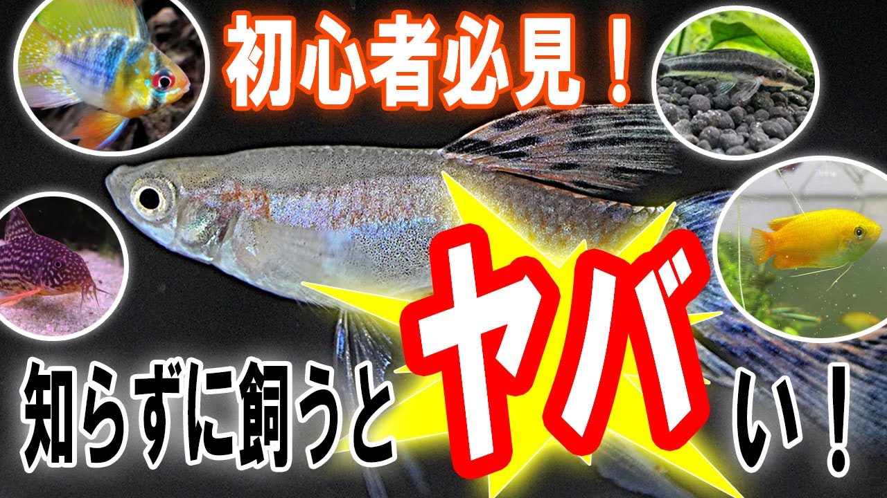 簡単だと思ったら大間違い！初心者が失敗しやすい熱帯魚5選【淡水魚 アクアリウム】