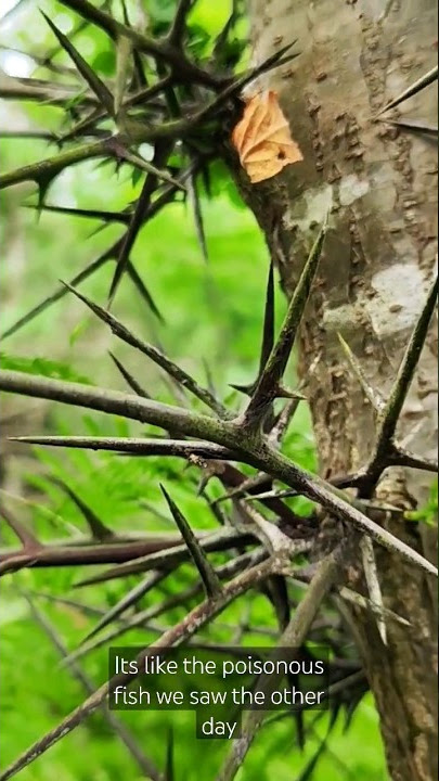 scariest tree you could ever see. these thorns are poisonous too. its local name is Kerat.