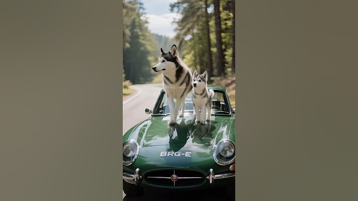 Animal warning to humans #dog  #rescue  #animals  #reels  #shorts #funny #rescueefforts #train