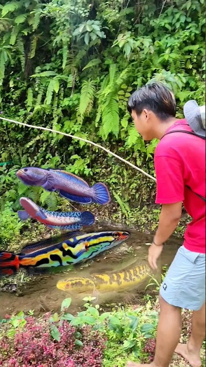 MANG UNI MAMCING IKAN CHANNA BESTIE DI SPOT YANG BAGUS