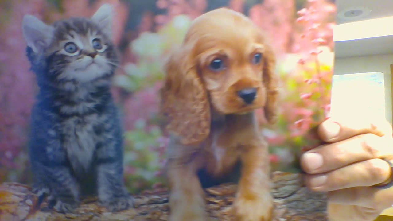 State of the City, 12/15/17, Saint Peter, Minnesota - YouTube